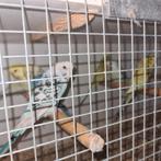 Texas clearbody graspakieten, Dieren en Toebehoren, Vogels | Parkieten en Papegaaien, Geslacht onbekend, Parkiet