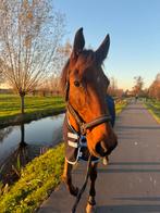 Bijrijder gezocht - Gouda, Mei, Mannelijk