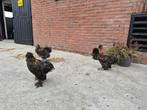 Zijdehoen usa silky haan hanen, Dieren en Toebehoren, Pluimvee, Mannelijk, Kip