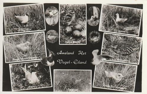 AMELAND Vogels, Verzamelen, Ansichtkaarten | Nederland, Ongelopen, Waddeneilanden, 1960 tot 1980, Verzenden