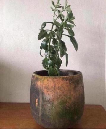 Diverse vintage terracotta grote bloempotten binnen overpot beschikbaar voor biedingen