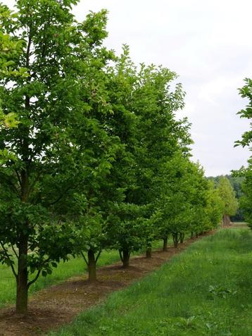 Magnolia kobus beschikbaar voor biedingen