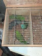 Twee koppel Catharina parkieten, Dieren en Toebehoren, Vogels | Parkieten en Papegaaien