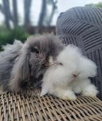 Dwerg konijnen koppel, Meerdere dieren, Dwerg