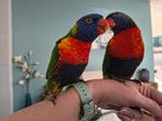 Koppel super tamme Lori's van de blauwe bergen met DNA, Meerdere dieren, Papegaai, Tam
