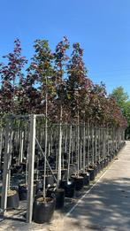 Acer platanoides royal red bomen, Ophalen of Verzenden, Halfschaduw, Overige soorten