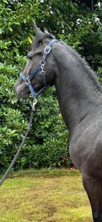 Mooie donkere schimmel hengst van 2 jaar, Dieren en Toebehoren, Paarden, Minder dan 160 cm, Gechipt, Dressuurpaard, Hengst