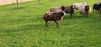 Te koop overjarige bonte ram, Mannelijk, Schaap, 0 tot 2 jaar
