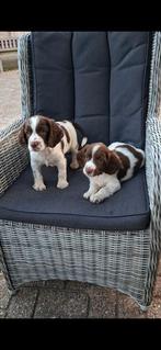 Engelse springer spaniel pups MOGEN HET NEST VERLATEN, Dieren en Toebehoren, Honden | Retrievers, Spaniëls en Waterhonden, CDV (hondenziekte)