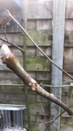 Tamme kastanje en noten boom, Ophalen of Verzenden, Volle zon, Overige soorten, Minder dan 100 cm