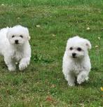 Super mooi maltezer pups te koop, Dieren en Toebehoren, Honden | Chihuahua's en Gezelschapshonden, België, Maltezer, Particulier