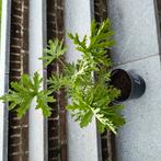 Citroen geranium, Tuin en Terras, Ophalen of Verzenden, Overige soorten, Volle zon