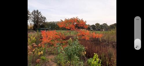 Onbespoten Fluweelboom Azijnboom, Tuin en Terras, Planten | Bomen, Volle zon, Zomer, Ophalen