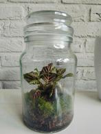 Gesloten ecosysteem/ terrarium, Huis en Inrichting, Ophalen, Halfschaduw, Minder dan 100 cm