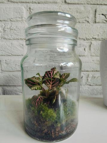 Gesloten ecosysteem/ terrarium beschikbaar voor biedingen