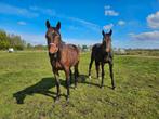 2 mooie 2 jarige draver dames te koop! Vader Jimmy William, Dieren en Toebehoren, Paarden, Merrie, Minder dan 160 cm, 3 tot 6 jaar