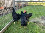TE KOOP TRIO DUBBEL GEZOOMDE BARNEVELDERS, Dieren en Toebehoren, Pluimvee, Meerdere dieren, Kip