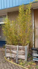 Bamboe in grote kisten, Tuin en Terras, Planten | Bomen, Ophalen of Verzenden, Bloeit niet, Halfschaduw, Overige soorten