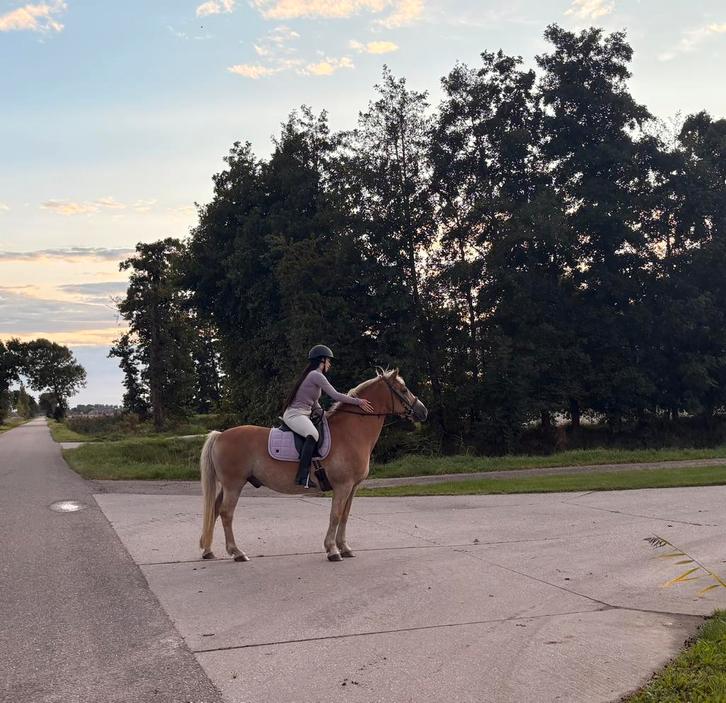 Haflinger ruin 18 jaar, Dieren en Toebehoren, Paarden, Merrie, Zadelmak, Minder dan 160 cm, 11 jaar of ouder, Recreatiepaard, Met stamboom