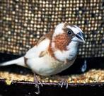 Gezocht koppel Japanse meeuwtjes in een straal van 20 km, Meerdere dieren, Parkiet