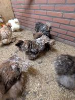 Broedeieren mottled goeie kwaliteit, Dieren en Toebehoren, Pluimvee, Meerdere dieren, Kip