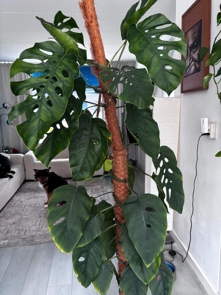 Mega grote Monstera Dubia (volwassen plant), Huis en Inrichting, Kamerplanten, Overige soorten, 150 tot 200 cm, Groene kamerplant