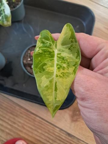 alocasia frydek variegata 3 beschikbaar voor biedingen