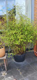 Grote, niet woekerende bamboe. Asian pearl, Tuin en Terras, Ophalen, Bamboe, 250 cm of meer