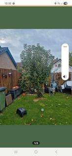 Appelboom grannysmith, Ophalen, Lente, Volle zon, Overige soorten