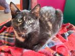 Schildpad poesje kitten van 4 mnd, Dieren en Toebehoren, Poes, Kortharig, 0 tot 2 jaar