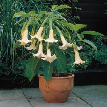 Brugmansia, engelentrompet  beschikbaar voor biedingen