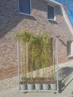 Fargesia Nitida Bamboe - Mooie Struiken in Pot, Tuin en Terras, Bloeit niet, Halfschaduw, Overige soorten, 100 tot 250 cm