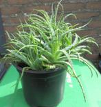 2 potten grote met vetplanten per pot 7,50 euro, Ophalen, Vetplant, Halfschaduw, Minder dan 100 cm