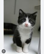 Gratis kitten/jonge kat gezocht, Dieren en Toebehoren, Katten en Kittens | Overige Katten, Kater