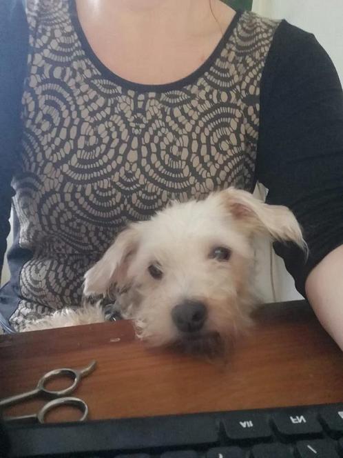 Tiny 3 jaar, 25 cm, Dieren en Toebehoren, Honden | Niet-rashonden, Klein, Reu, Handelaar, Eén hond, Buitenland, 3 tot 5 jaar, CDV (hondenziekte)