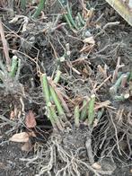 Doornloze Bramenplant - Heerlijke Zomerbessen!, Volle zon, Vaste plant, Ophalen of Verzenden, Fruitplanten