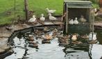 Eenden, siereenden en watervogels, Dieren en Toebehoren, Pluimvee, Meerdere dieren, Eend