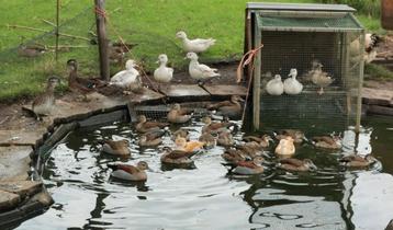 Eenden, siereenden en watervogels beschikbaar voor biedingen