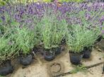 Lavendel Hidcote, Overige soorten, Volle zon, Vaste plant, Ophalen of Verzenden