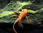 Gezocht koppel ancistrus red  longfin, Dieren en Toebehoren, Vis, Zoetwatervis