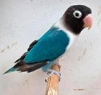 Personata agapornis
Man
Geringd 2023, Dieren en Toebehoren, Vogels | Parkieten en Papegaaien, Mannelijk, Dwergpapegaai of Agapornis