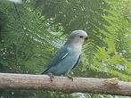 Jonge agapornis, Dieren en Toebehoren, Geslacht onbekend, Dwergpapegaai of Agapornis