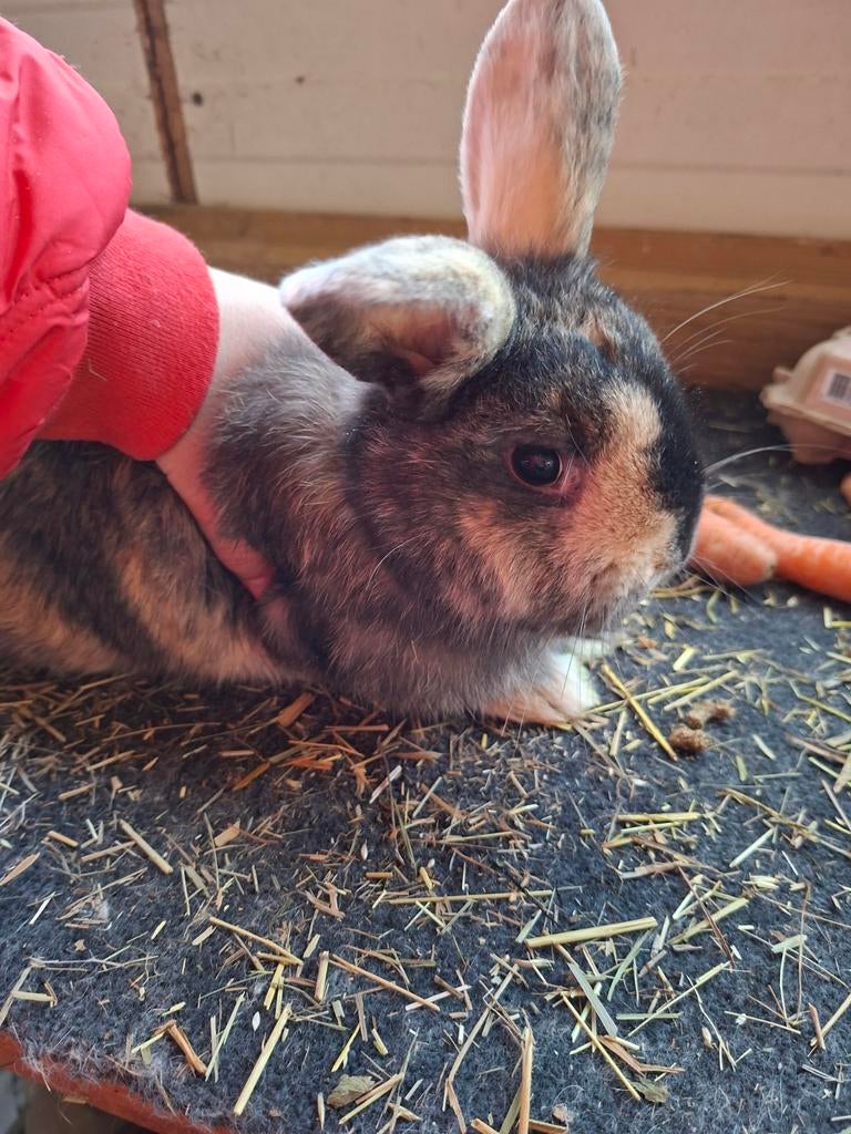Voedster 12 weken, Dieren en Toebehoren, Konijnen, Vrouwelijk, Middelgroot, Hangoor, 0 tot 2 jaar