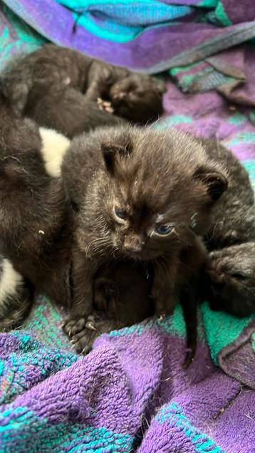 Lieve kittens zoeken nieuw huisje beschikbaar voor biedingen