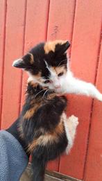 Zeer lieve kitten te koop, Poes