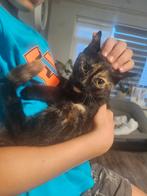 Kittens, Dieren en Toebehoren