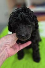 Mooie Dwerg poedel pups, Dieren en Toebehoren, Honden | Chihuahua's en Gezelschapshonden, Poedel, 8 tot 15 weken, Teef, CDV (hondenziekte)