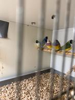 Gouldamadines, Meerdere dieren