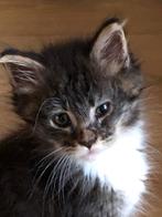 100% raszuivere maine coon kittens mogen direct verhuizen, Dieren en Toebehoren, Meerdere dieren