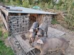 2 x Mangalica x Duroc borg, Dieren en Toebehoren, Schapen, Geiten en Varkens, Meerdere dieren, Varken, 0 tot 2 jaar